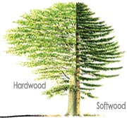 Hardwood and Softwood (Angiosperms and gymnosperms), trees